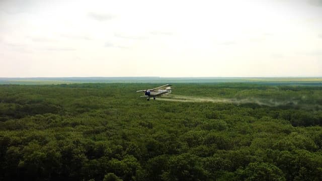 Romsilva lansează intervenții masive în Giurgiu, Ialomița și Călărași pentru a combate riscul omizilor defoliatoare pe 7.088 hectare